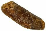 Fossil Sauropod Dinosaur (Titanosaur) Tooth - Morocco #329044-1